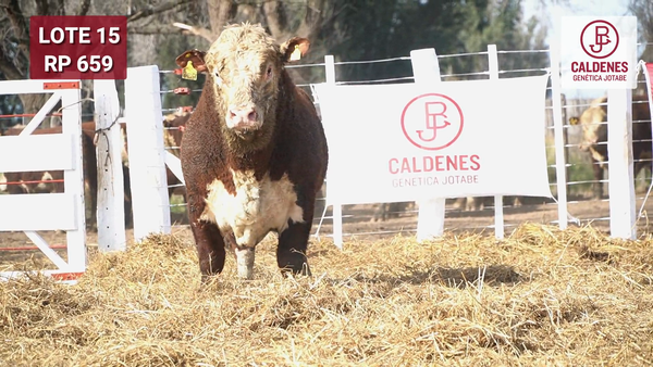 Lote Toro PR