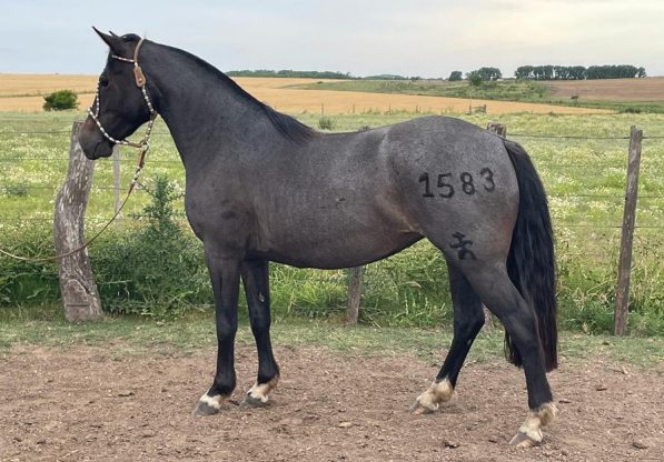 Lote PACIFICA 1583