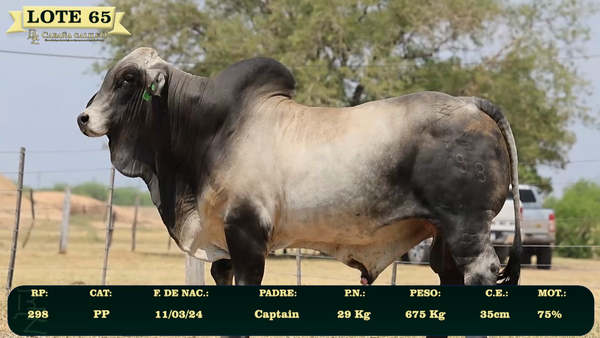 Lote LOTE 65