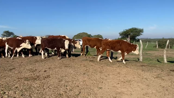 Lote 40 Novillos en Esquina, Corrientes