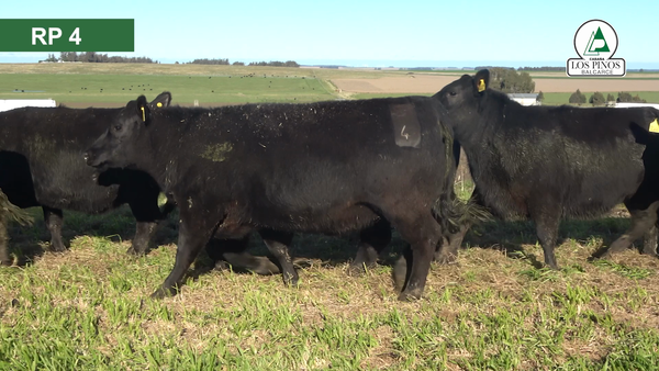 Lote 10 Vaquillonas preñadas ANGUS en Balcarce