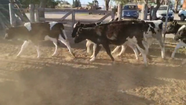 Lote Gerbaudo Juan y Francisco - Terneras