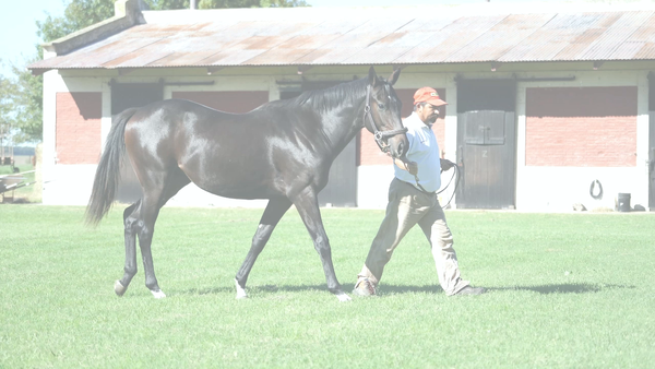 Lote TRUE EMOTION (EMOTION ORPEN -  LUNA TITI)
