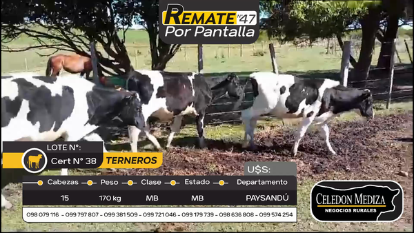Lote 15 Terneros en Quebracho, Paysandú