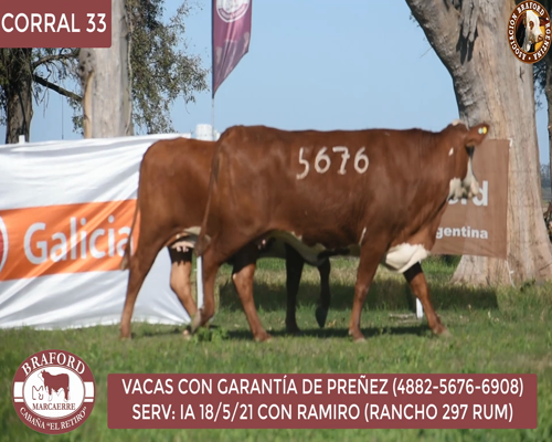 Lote Vaca Braford Cabaña El Retiro