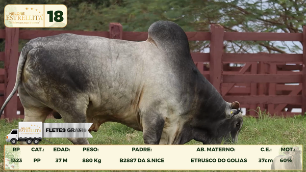 Lote LOTE 18