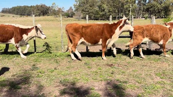 Vacas de Invernada