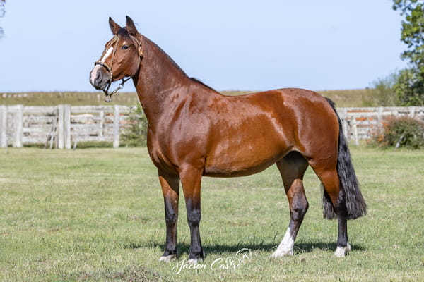 Lote Castaña De Los Recuerdos