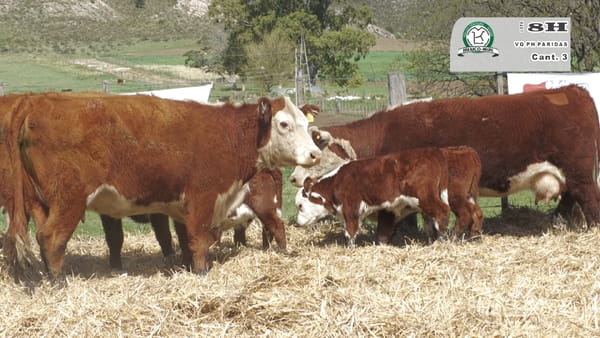 Lote VACAS HEREFOD PREÑADAS Y PARIDAS