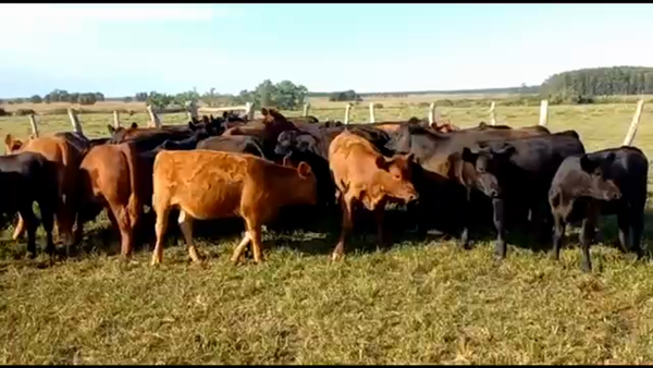 Lote 60 Terneros/as en Concordia, Entre Ríos