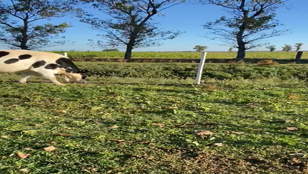 Lote Vaquillonas Preñadas - Lala Regina S.R.L