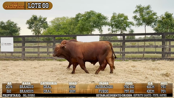 Lote LOTE 69 - PANTALLA