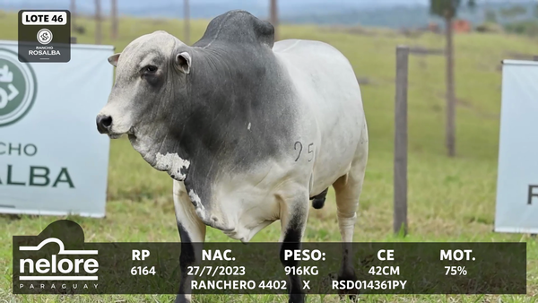 Lote LOTE 46