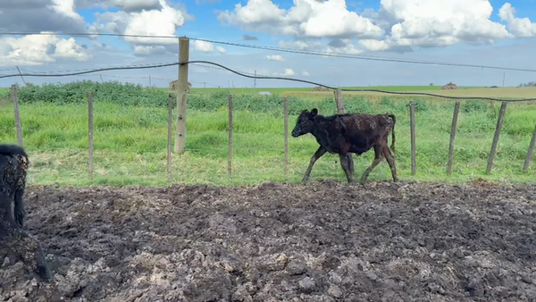 Lote TERNEROS Y TERNERAS