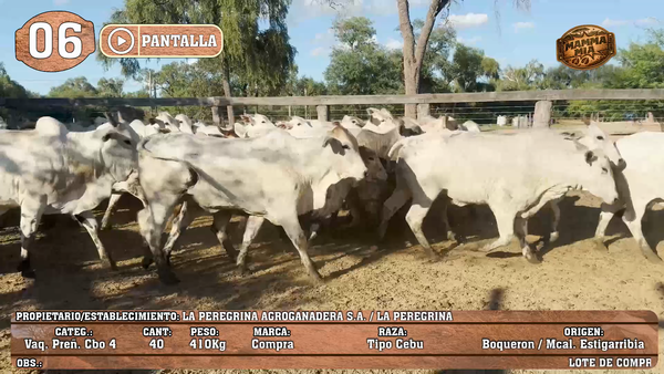 Lote LOTE 6 - POR PANTALLA