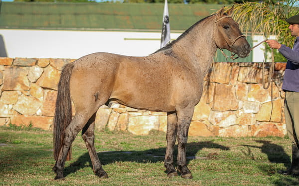 Lote Chalchalero Sapo Cancionero