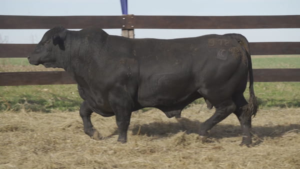 Lote TORO BRANGUS