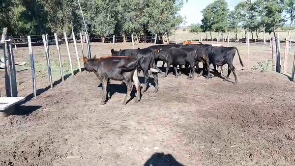 Lote 8 Terneros, San José