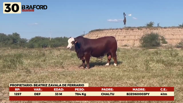 Lote LOTE 30 MACHOS DE CAMPO