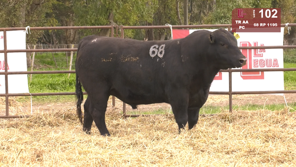 68 1195 — TOROS ANGUS NEGROS  PC