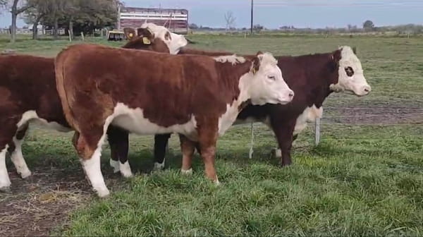 Lote Cabaña Maivarepa de Spiazzi