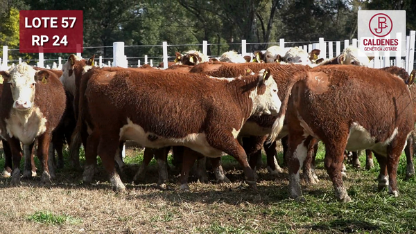 Lote VAQUILLONA PURAS REGISTRADAS PREÑADAS POR INSEMINAC. ARTIFICIAL, PARICIÓN PRIMAVERA.