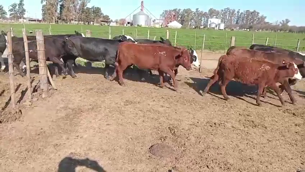 Lote 60 Terneros/as Braford en Las Varas, Córdoba