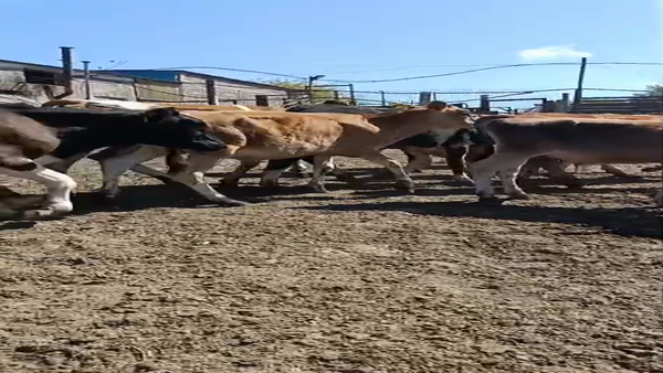 Lote 26 Terneros, San José