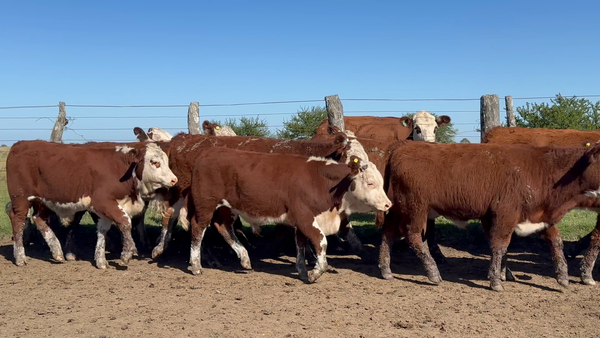 Lote 80 Terneros