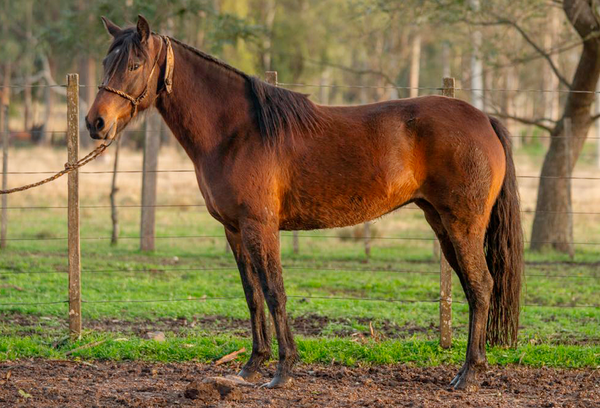 Lote SOCARA BORDONA