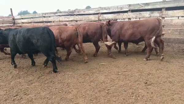 Lote 20 Novillo Gordo en Los Ángeles, VIII Región Biobío