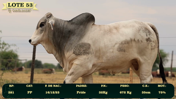 Lote LOTE 53