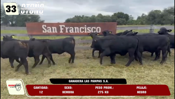 Lote LOTE 33