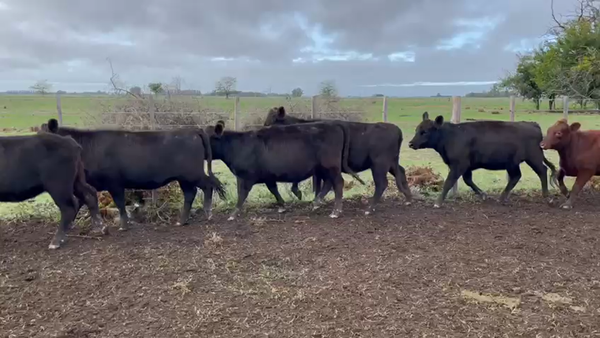 Lote 21 Vaquillonas en Gral. Paz, Buenos Aires