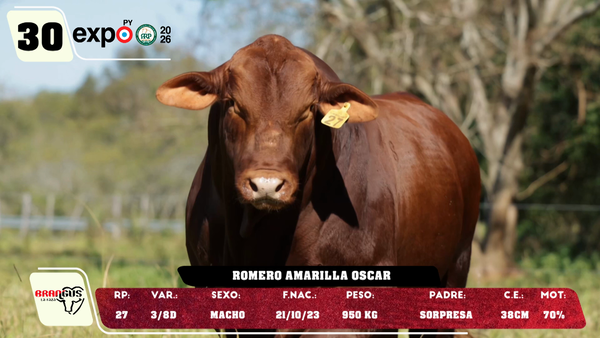Lote LOTE 30