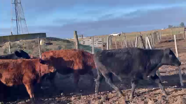 Lote 70 Terneros en Pehuajó
