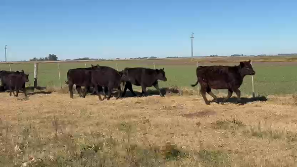 Lote 130 Terneras en Lincoln, Buenos Aires