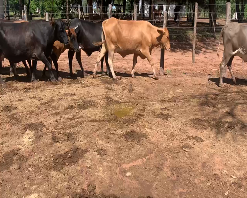 Lote 49 Vacas de invernar en Las Lajitas, Salta