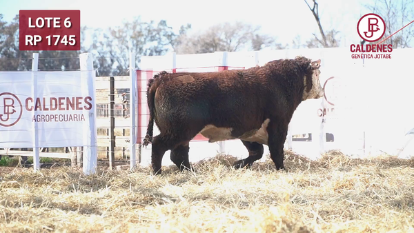 Lote Toro PR