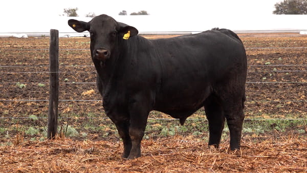 Lote TOROS BRANGUS de El Porvenir