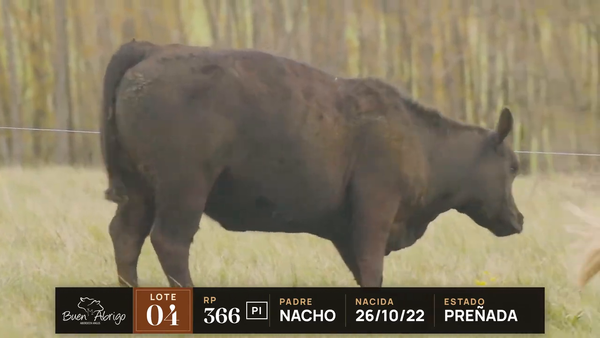 Lote LOTE 04 · VACA PI PREÑADA · RP 361, 366