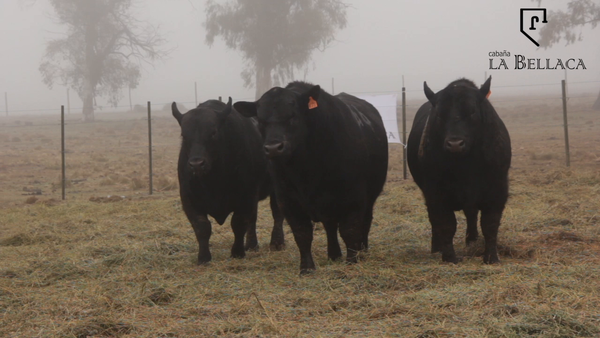 Lote TOROS PUROS CONTROLADOS