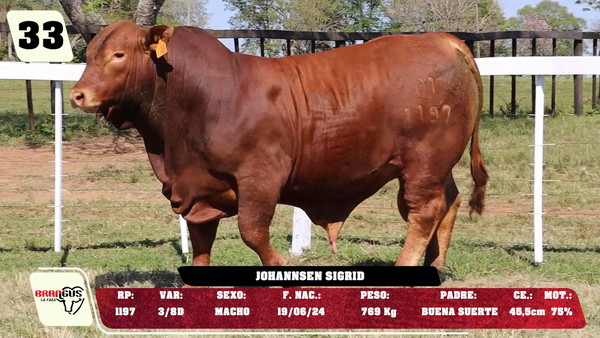 Lote LOTE 33 - DE CAMPO