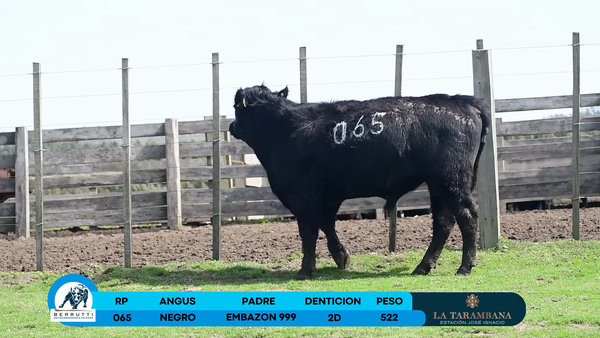 Lote Toro