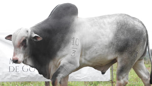 Lote LOTE 81