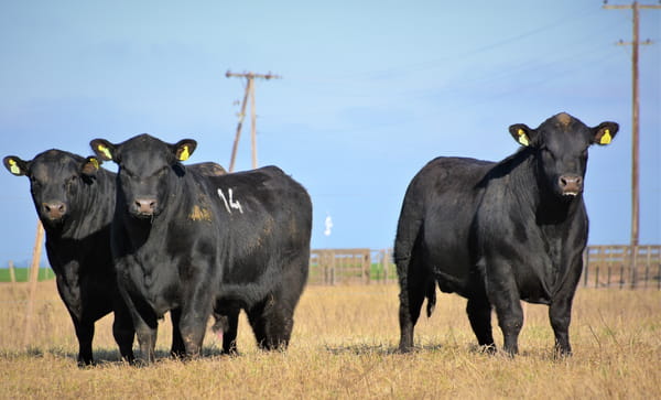 Lote "Cabaña ""Don Felix"" Toros Angus PC"