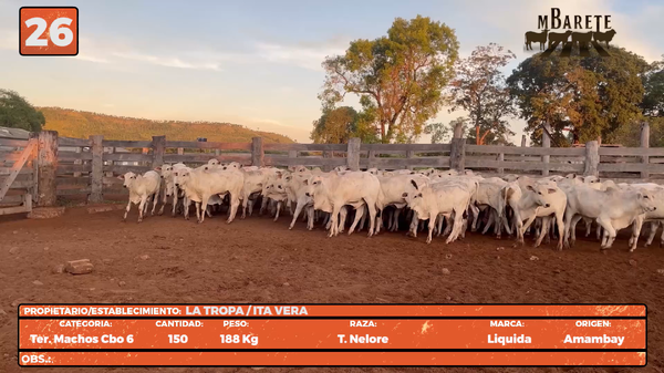 Lote LOTE 26