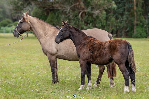 Lote JAGUEL JAPONEZA