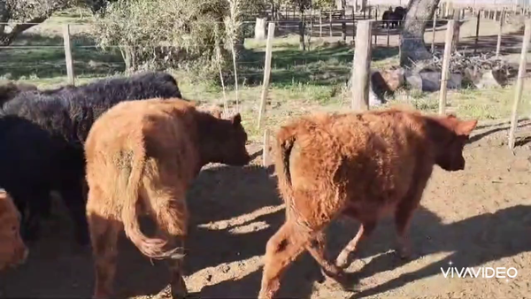 Lote 60 Terneros/as en Coronel Pringles, Buenos Aires