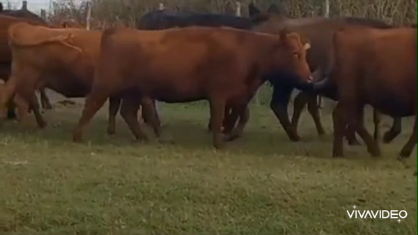 Lote 94 Vaquillonas C/ gtia de preñez y Paridas en Laboulaye Córdoba